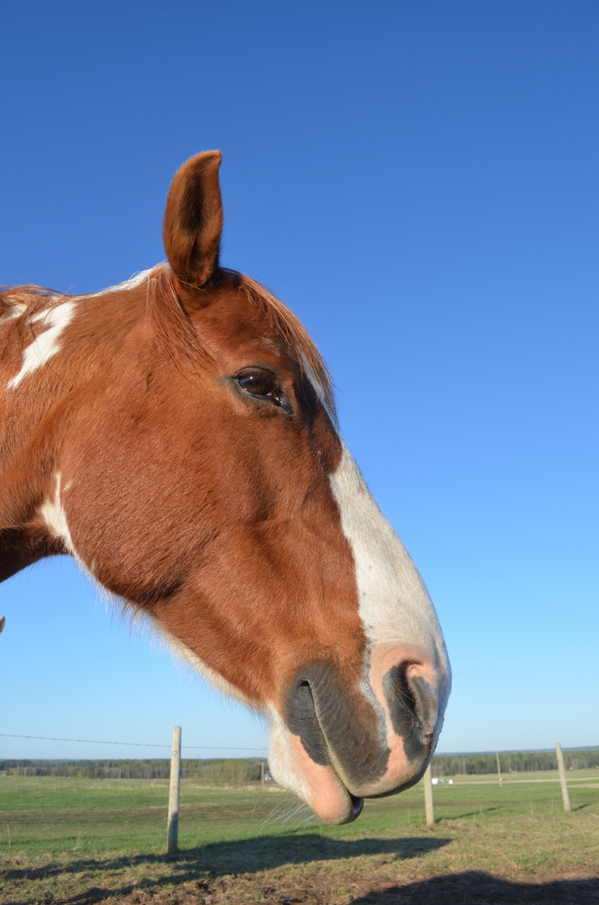 Spud - Amazing Horse Country